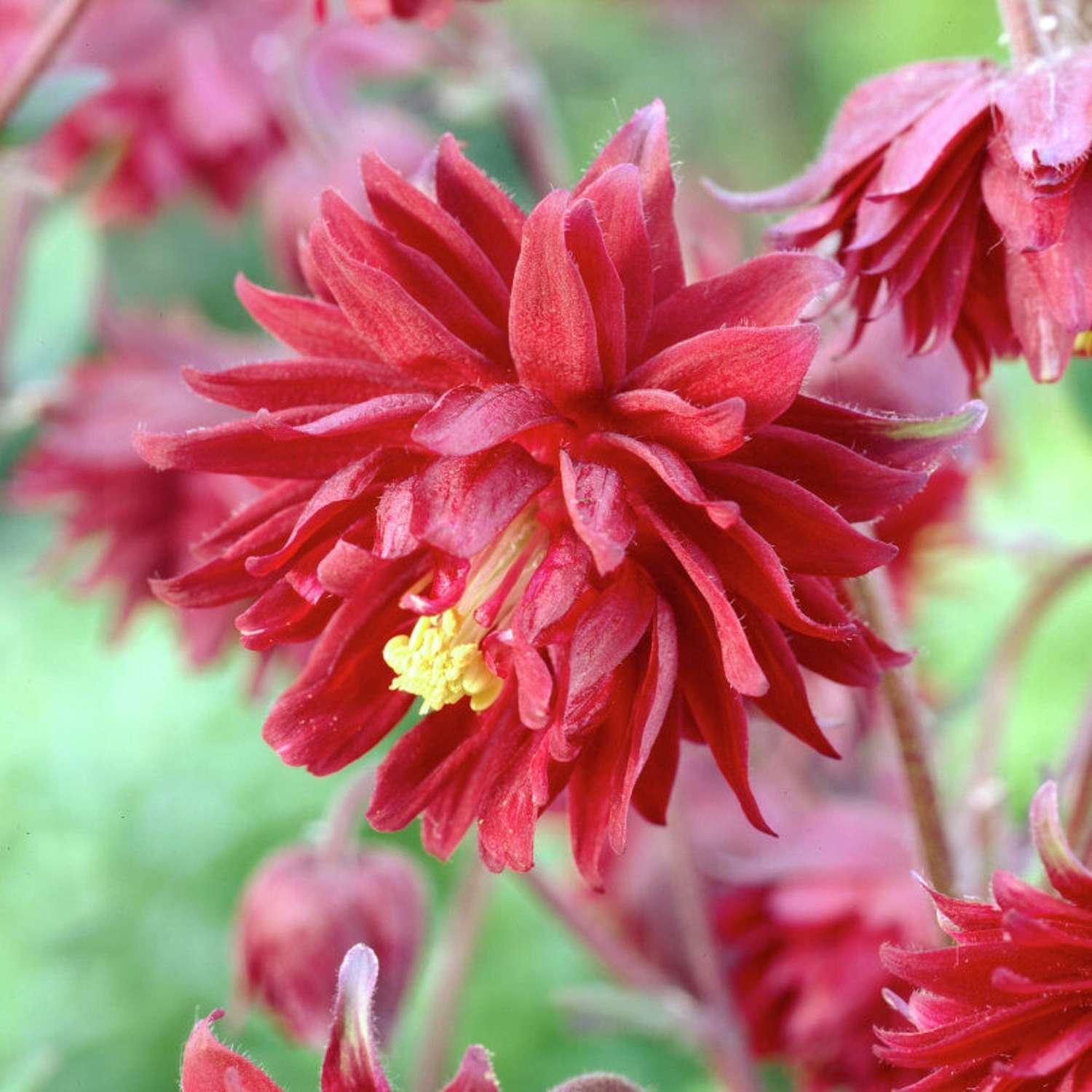 Akelei ‘Ruby Port’